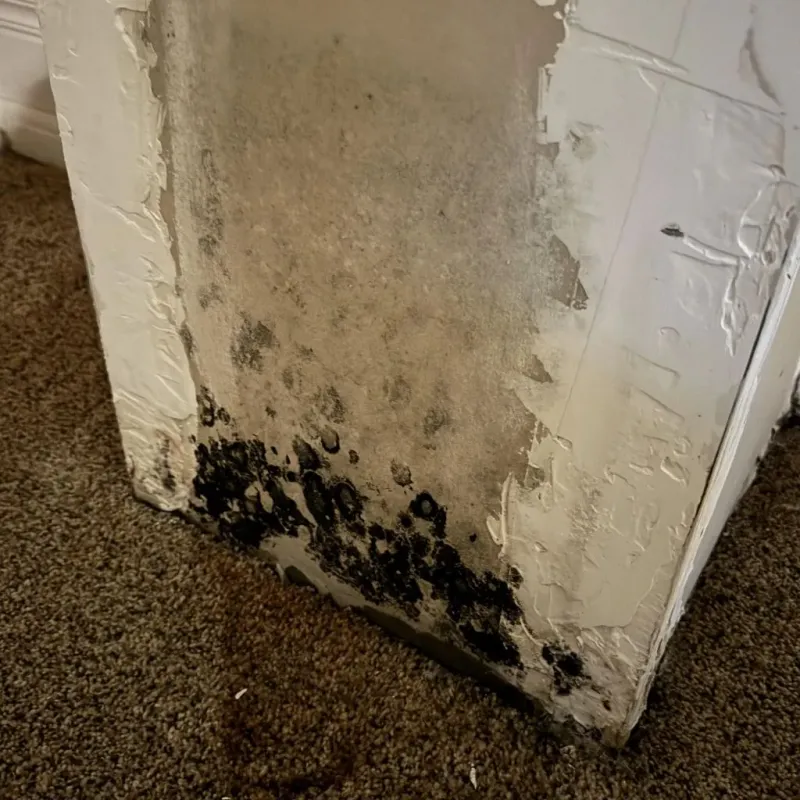 Professional Mold Removal in De Land Southwest, FL